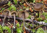 큰비늘땀버섯(비늘땀버섯) (Inocybe calamistrata (Fr.) Gill.)
