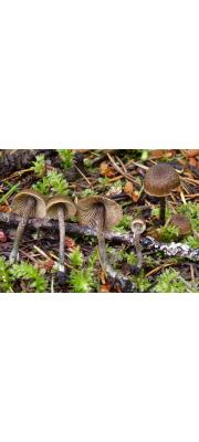 큰비늘땀버섯(비늘땀버섯) (Inocybe calamistrata (Fr.) Gill.)