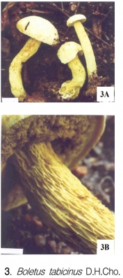 담배색그물버섯 (Boletus tabicinus D.H. Cho)