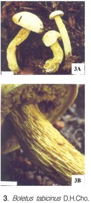 담배색그물버섯 (Boletus tabicinus D.H. Cho)