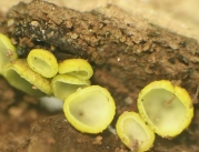 황녹청균 (Chlorosplenium chlora (Schw.) Curt.)