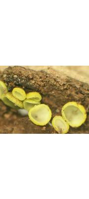 황녹청균 (Chlorosplenium chlora (Schw.) Curt.)