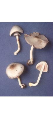 컵주름버섯 (Agaricus pocillator Murr.)