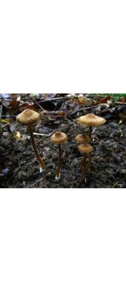 바늘땀버섯 (Inocybe calospora Quél.)