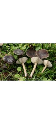 삼각배꼽버섯 (Melanoleuca metrodiana Bon)