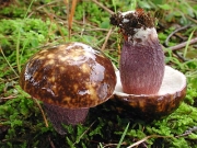 흑자색그물버섯(가지색그물버섯) (Boletus violaceofuscus Chiu)