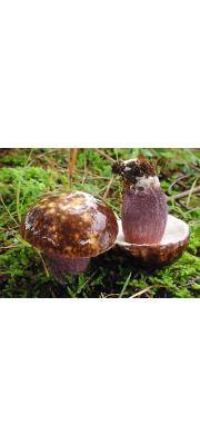 흑자색그물버섯(가지색그물버섯) (Boletus violaceofuscus Chiu)
