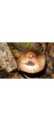 갈색털주름버섯 (Agaricus porphyrocephalus Møller)