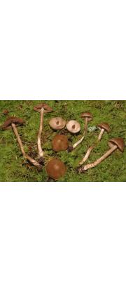 긴대땀버섯(신칭) (Inocybe cervicolor (Pers.) Quél.)
