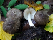 흑갈색난버섯_국명중복 (Pluteus ephebeus (Fr.) Gill.  > Pluteus murinus Bres.)