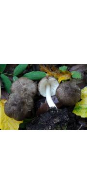 흑갈색난버섯_국명중복 (Pluteus ephebeus (Fr.) Gill.  > Pluteus murinus Bres.)