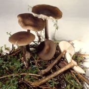 헛배꼽버섯 (Melanoleuca pseudoluscina Bon)