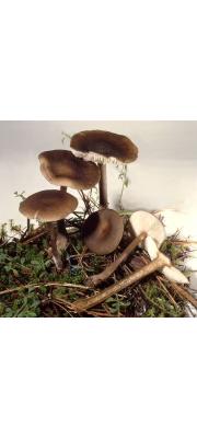 헛배꼽버섯 (Melanoleuca pseudoluscina Bon)