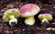 분홍청변그물버섯(큰그물버섯) (Butyriboletus regius (Krombh.) D. Arora & J.L. Frank  > Boletus regius Krombh.)