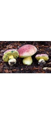 분홍청변그물버섯(큰그물버섯) (Butyriboletus regius (Krombh.) D. Arora &amp; J.L. Frank  > Boletus regius Krombh.)