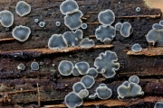 연한살갗버섯 (Mollisia cinerea (Batsch) P. Karst. >Mollisia cinerea (Batsch) P. Karst. f. cinera)