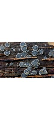 연한살갗버섯 (Mollisia cinerea (Batsch) P. Karst. >Mollisia cinerea (Batsch) P. Karst. f. cinera)