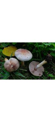 대머리주름버섯 (Agaricus semotus Fr.)