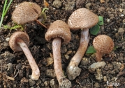 곱슬머리땀버섯 (Inocybe cincinnata (Fr.) Quél.  > Inocybe cincinnata (Fr.) Quél. var. cincinnata)