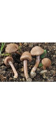 곱슬머리땀버섯 (Inocybe cincinnata (Fr.) Quél.  > Inocybe cincinnata (Fr.) Quél. var. cincinnata)