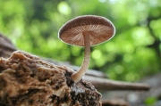 가루난버섯 (Pluteus eugraptus (Berk. & Br.) Sacc.)