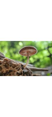 가루난버섯 (Pluteus eugraptus (Berk. &amp; Br.) Sacc.)