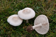 직립배꼽버섯 (Melanoleuca strictipes (P. Karst.) Jul. Schaeff.)