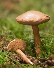 매운그물버섯 (Chalciporus piperatus (Bull.) Bat.)