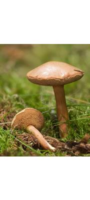 매운그물버섯 (Chalciporus piperatus (Bull.) Bat.)