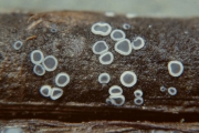 물연한살갗버섯(물테이프버섯) (Mollisia hydrophila (Karst.) Sacc. > Tapesia hydrophila (Karst.) Rehm)