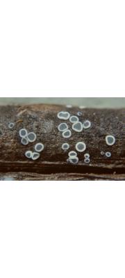 물연한살갗버섯(물테이프버섯) (Mollisia hydrophila (Karst.) Sacc. > Tapesia hydrophila (Karst.) Rehm)
