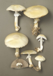 담황색주름버섯 (Agaricus silvicola (Vitt.) Sacc.(구: Agaricus essettei Bon))