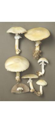 담황색주름버섯 (Agaricus silvicola (Vitt.) Sacc.(구: Agaricus essettei Bon))