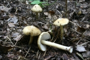 단발머리땀버섯 (Inocybe cookei Bres.)