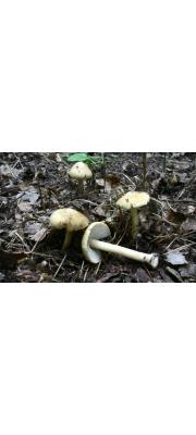 단발머리땀버섯 (Inocybe cookei Bres.)
