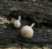 갈잎난버섯 (Pluteus exiguus (Pat.) Sacc.)
