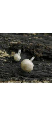 갈잎난버섯 (Pluteus exiguus (Pat.) Sacc.)