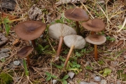 줄배꼽버섯 (Melanoleuca stridula (Fr.) Sing.)