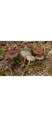 줄배꼽버섯 (Melanoleuca stridula (Fr.) Sing.)