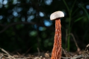 털밤그물버섯(주름망그물버섯) (Frostiella russellii (Frost) Murr.  > Boletellus russellii (Frost) E. J. Gilb.(주름망그물버섯))