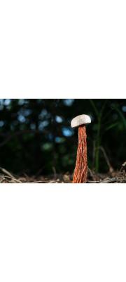 털밤그물버섯(주름망그물버섯) (Frostiella russellii (Frost) Murr.  > Boletellus russellii (Frost) E. J. Gilb.(주름망그물버섯))