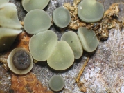담황색연한살갗버섯 (Mollisia ventosa P. Karst.)