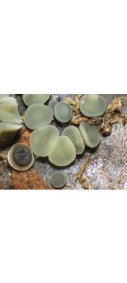 담황색연한살갗버섯 (Mollisia ventosa P. Karst.)