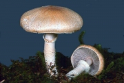 붉은갓주름버섯 (Agaricus subrufescens Peck)