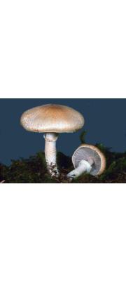 붉은갓주름버섯 (Agaricus subrufescens Peck)