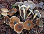 고깔땀버섯 (Inocybe corydalina Quẻl. var. corydalina  > Inocybe corydalina Quẻl.)