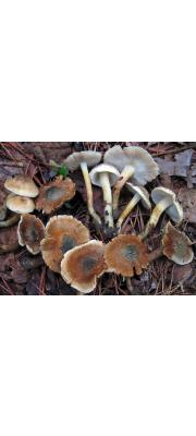 고깔땀버섯 (Inocybe corydalina Quẻl. var. corydalina  > Inocybe corydalina Quẻl.)