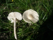 크림색배꼽버섯 (Melanoleuca subalpina (Britz.) Bres. & Stangl)