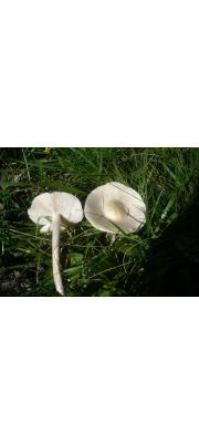 크림색배꼽버섯 (Melanoleuca subalpina (Britz.) Bres. &amp; Stangl)
