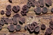 흑접시버섯(흑포도접시주발버섯) (Patellariopsis atrovinosa (Bloxam ex Curr.) Dennis)